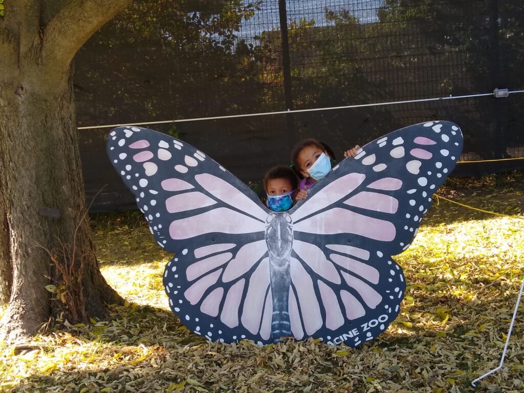 butterfly racine zoo